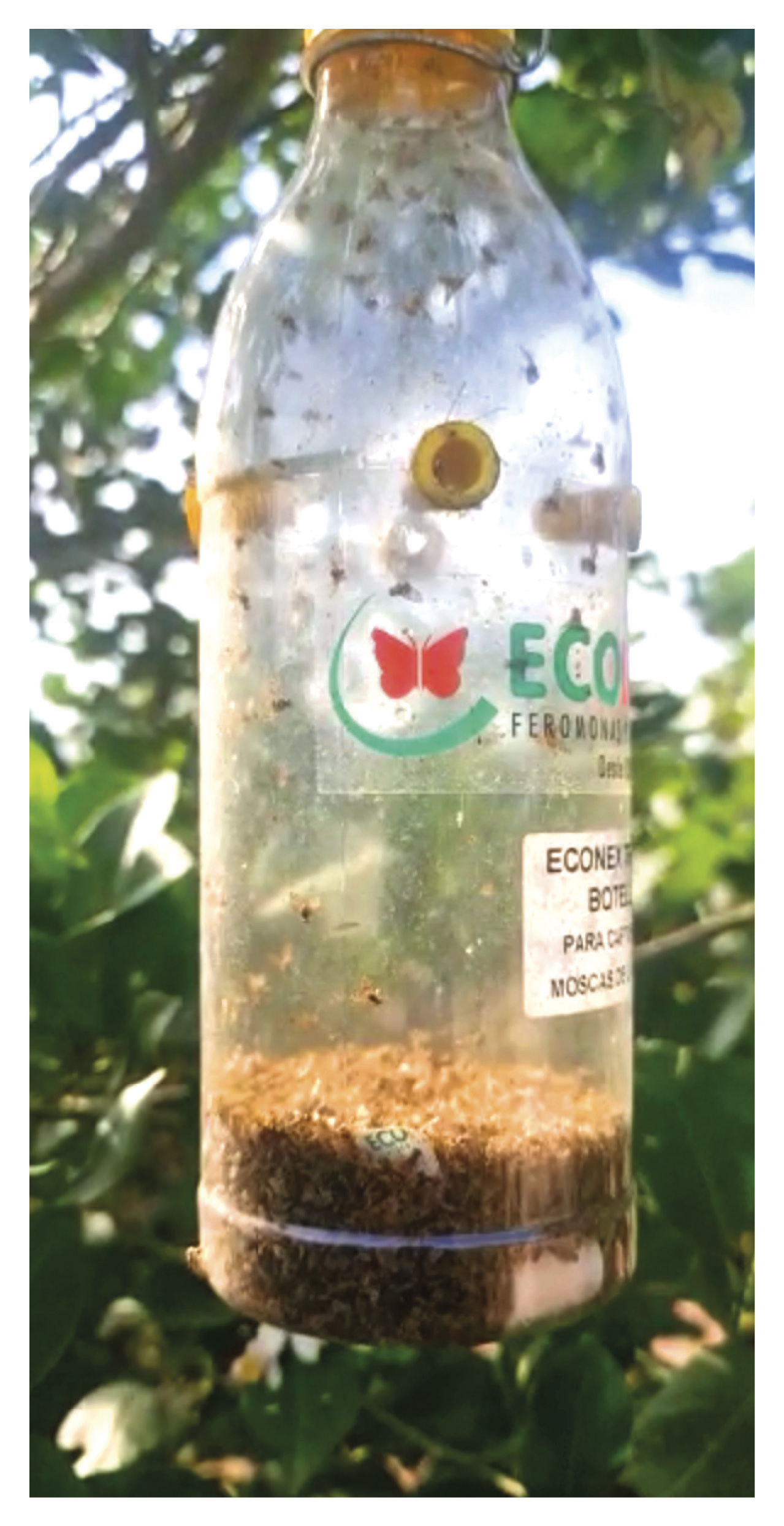 4-CAPTURAS CERATITIS